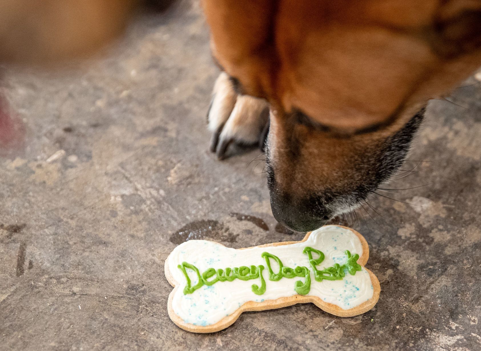 20191210_new_dogpark_03kw